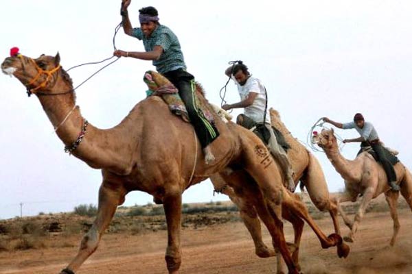 Horse and camel race