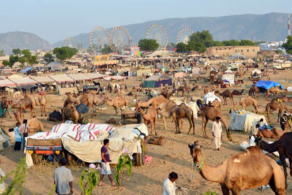 Camel trading pushkar