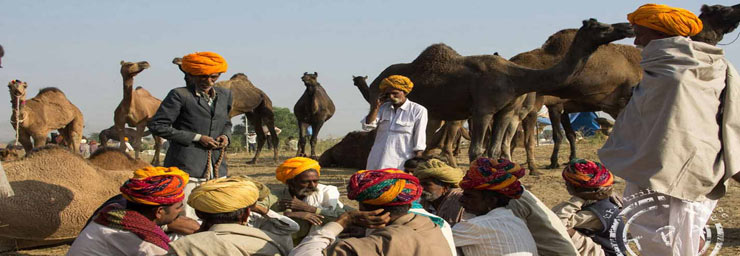 Camel Trading Pushkar