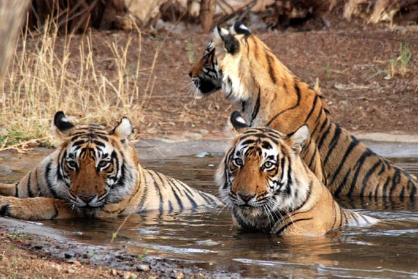 Pushkar Fair Taj Tiger Tour Package