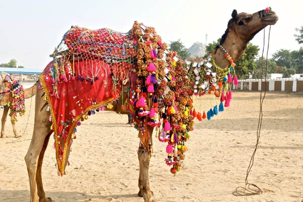 Pushkar fair dates