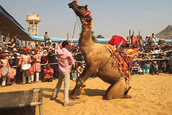 Pushkar fair activities