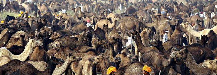 Pushkar fair Dates