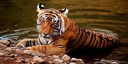 Pushkar Fair Taj Tiger